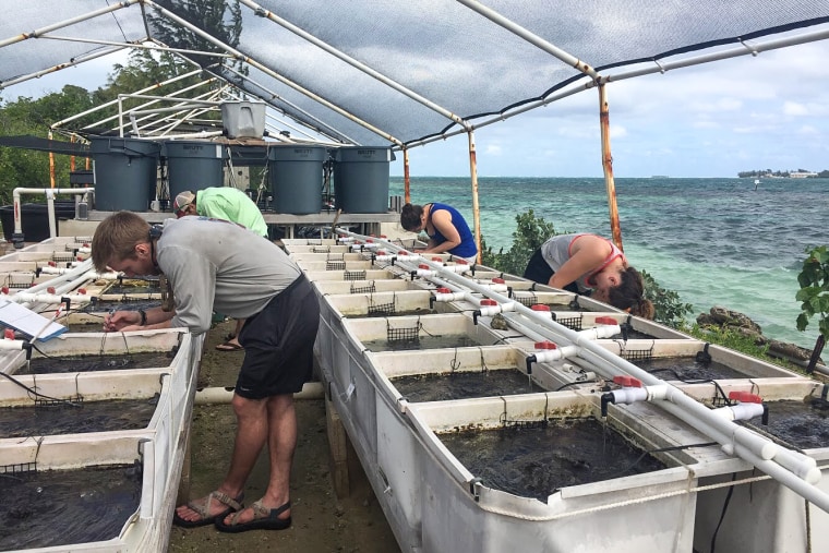 Students working on the experimental mesocosms at the Hawaii Institute of Marine Biology.