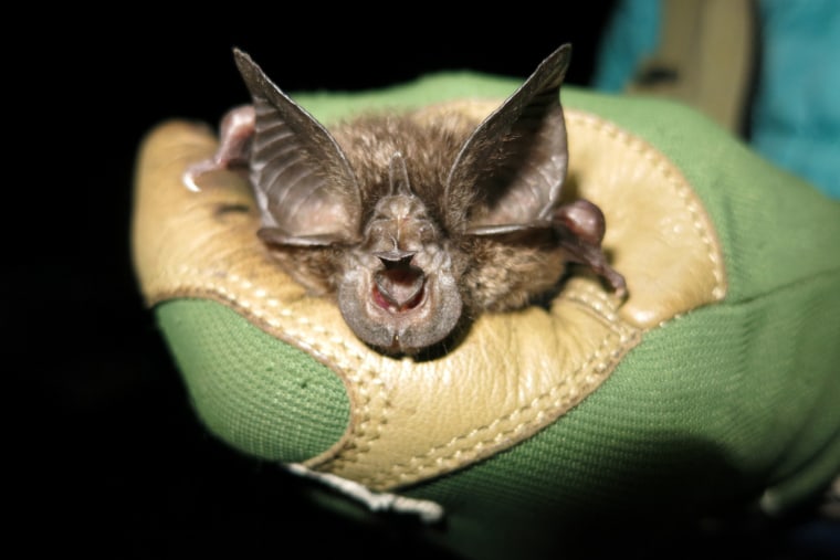 After 40 years, the Hill's Horseshoe bat (Rhinolophus hilli) has been rediscovered be a team of conservationists.