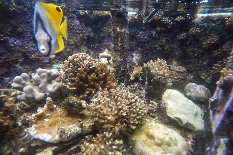 Corals in a tank experienced the ocean conditions of today.