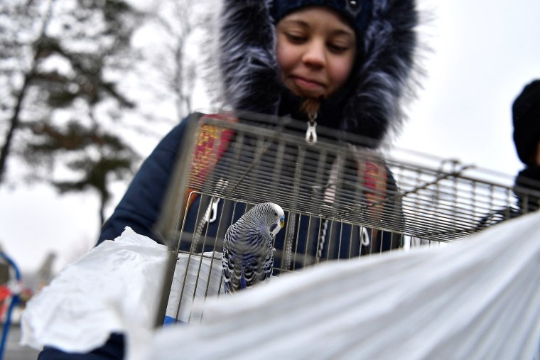 Image: A girl looks at her pet bird in a cage, after fleeing from Ukraine at the border crossing in Siret, Romania, on March 10, 2022.