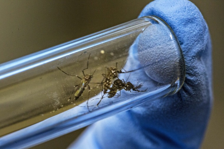 Un técnico de laboratorio muestra mosquitos Aedes aegypti infectados con la bacteria Wolbachia en un tubo de ensayo en la Fundación Oswaldo Cruz en Río de Janeiro el 19 de febrero de 2016.