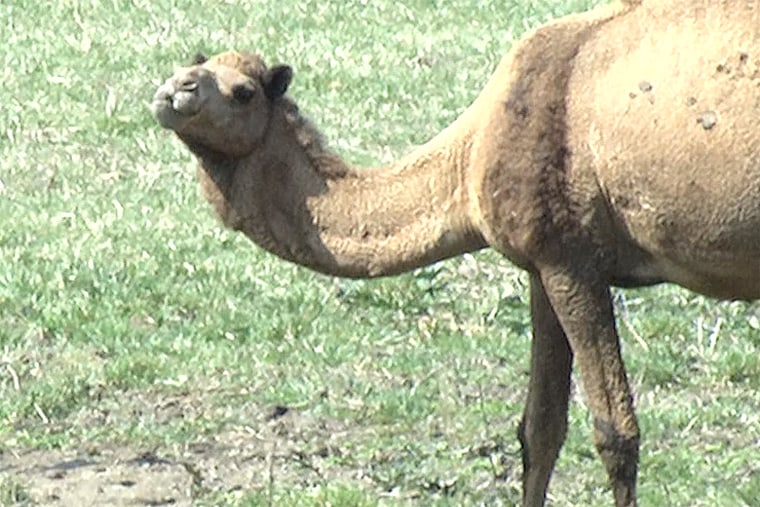 A camel on Shirley Farms in Obion, Tenn. A loose camel killed two people at the farm on Thursday.
