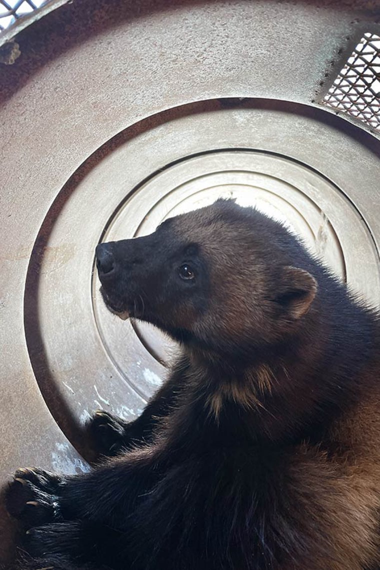 Rare wolverine captured in Utah is 'once-in-a-lifetime' find for