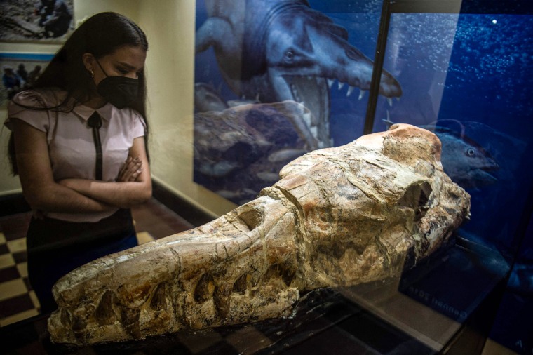 Image: The fossil remains of a Basilosaurus' skull found in Ocucaje, Peru, are displayed by paleontologists at a museum in Lima, on March 17, 2022.