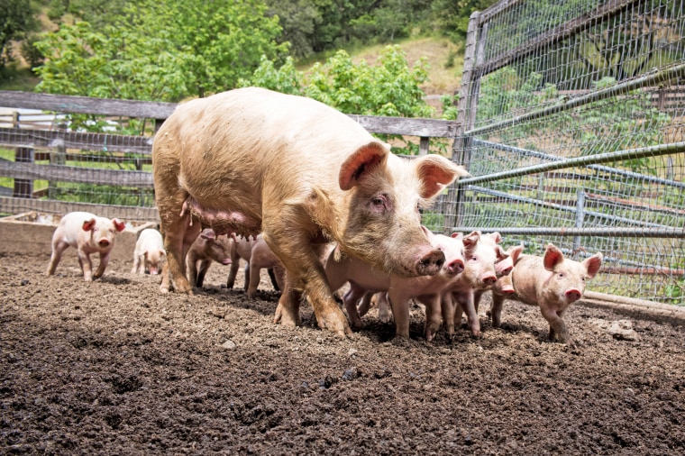 A pig and piglets walk in a pen