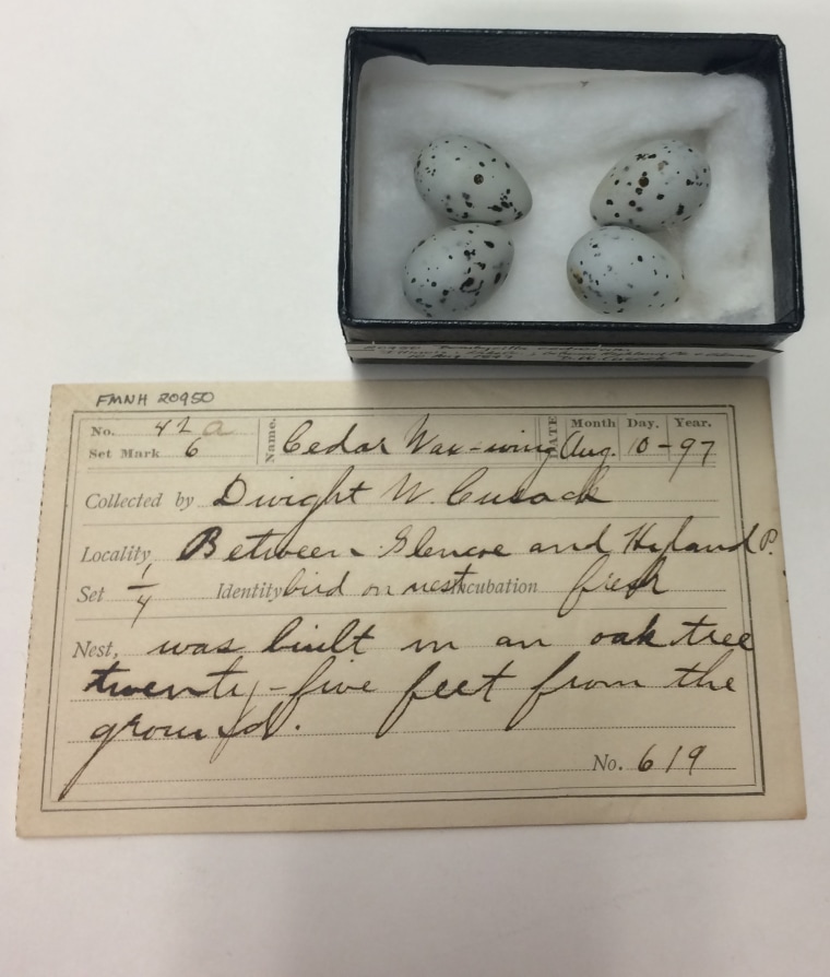 A clutch of cedar waxwing eggs in the Field Museum's collection from 1897.
