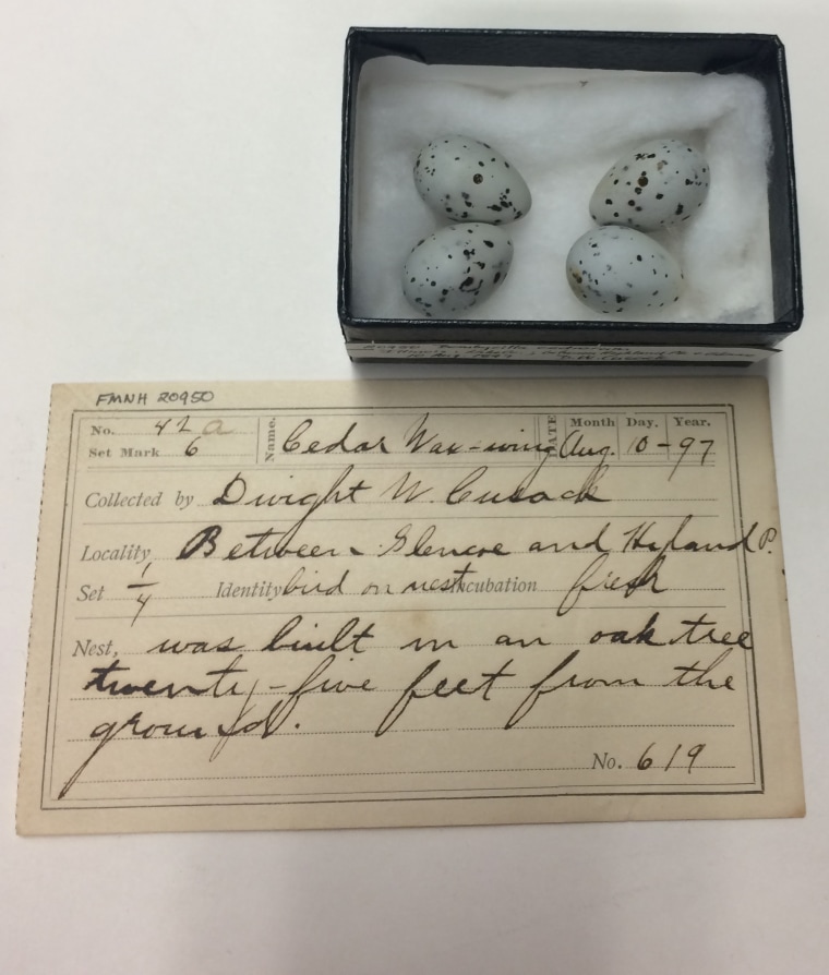 A clutch of cedar waxwing eggs in the Field Museum's collection from 1897. 