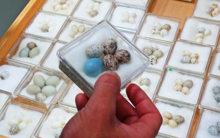 Image: Field Museum's egg collections.