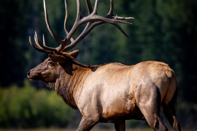 "Bruno" the elk was also known as, "Kahuna" and "Incredibull."