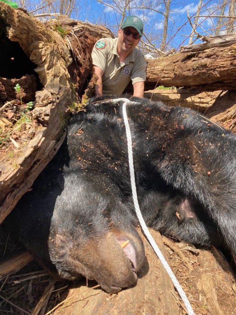 A 500-pound black bear living near Tusculum college in Greeneville, Tenn., had become habituated to human and unnatural foods and was relocated to a remote area of the Cherokee National Forest.