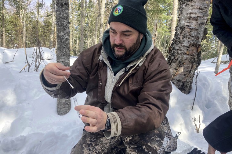 E.J. Isaac, fish and wildlife biologist for the Grand Portage Band of Lake Superior Chippewa, places a swab into a vial after testing a young buck for the coronavirus in Grand Portage, Minn., on March 2, 2022.