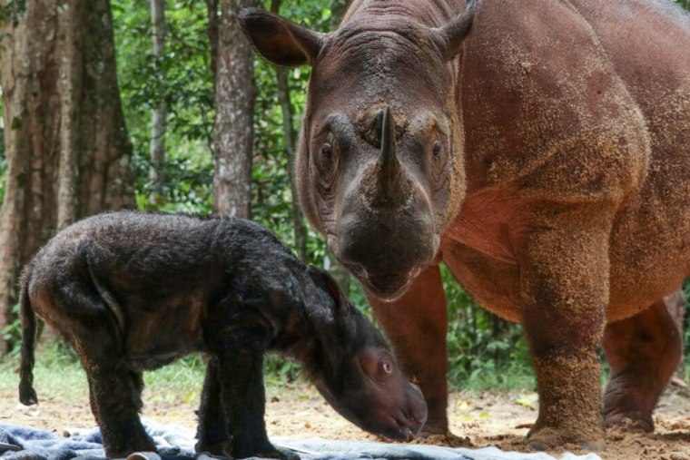 Sumatran rhinos have long been in jeopardy due to poaching and habitat destruction. 