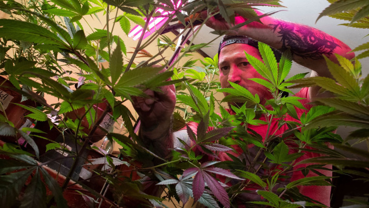 Un hombre de gorra revisa cultivos de planta de cannabis que tiene en su casa de Costa Rica
