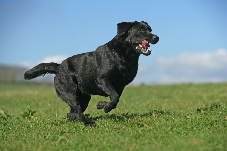 Labrador retriever (Canis familiaris) black running
