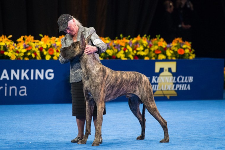 Most popular dog breed rankings are released. Many fans are not happy. -  CBS News