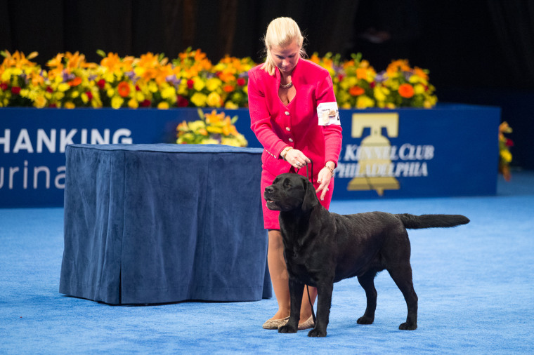 The Labrador retriever has been the most registered breed in American for 31 straight years, but has never won “Best in Show” at the National Dog Show or Westminster Kennel Club Dog Show, to the consternation of many Lab lovers.