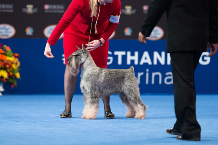 National dog best sale show miniature schnauzer