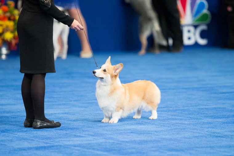 National dog best sale show corgi