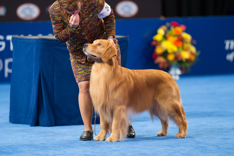 Golden retriever 2024 best breeders