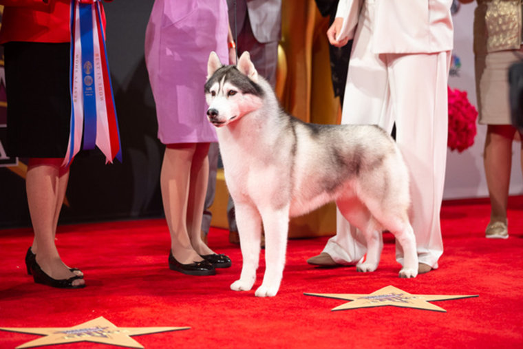 The Most Popular Dog Breeds of 2020