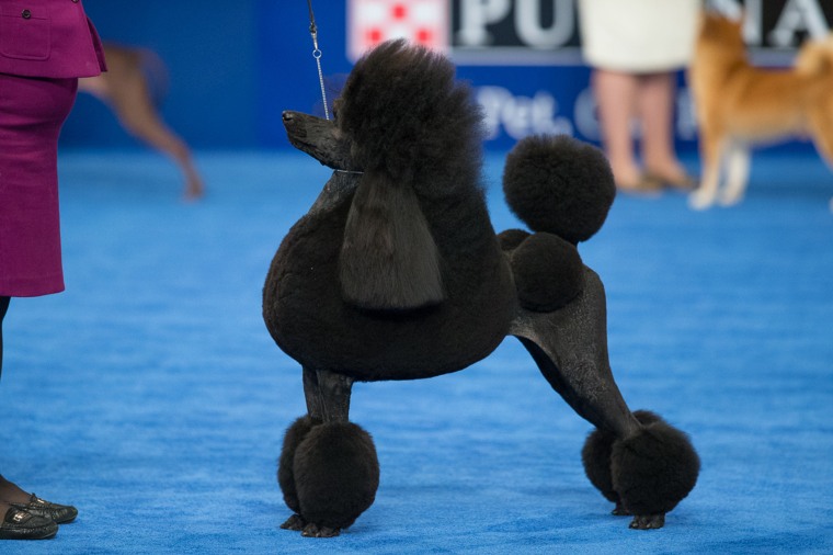 Standard poodle