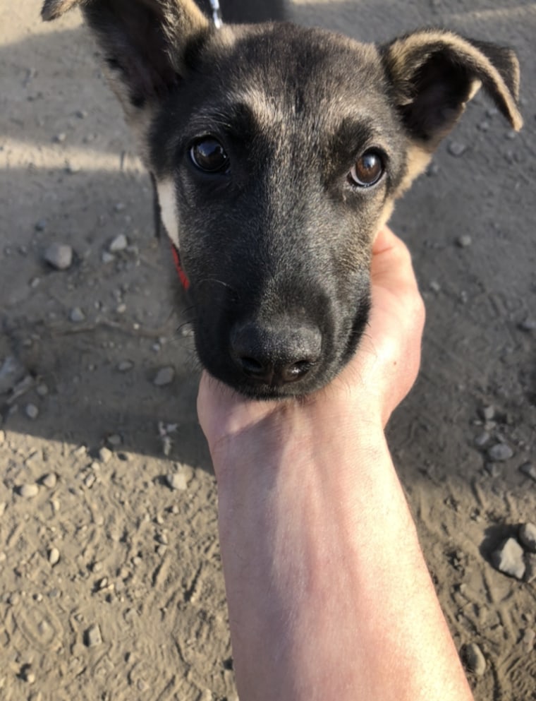 One of Jeff Praul's many furry friends at the animal shelter in Lviv, Ukraine.