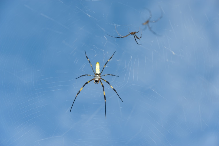Spider Nephila clavata, known in Japan as the "Jor-gumo"