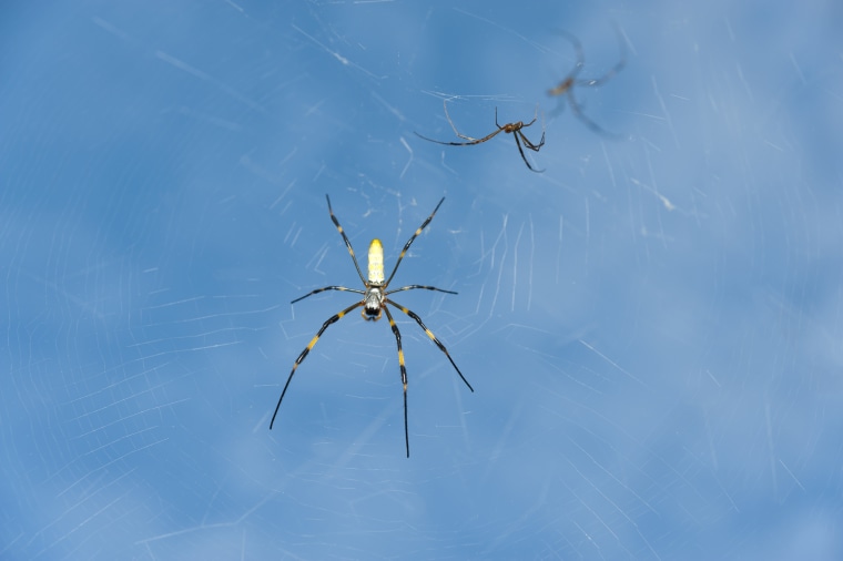 Spider Uses Its Web Like a Giant Engineered Ear