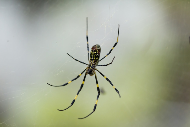 Joro spiders are an invasive species known for parachuting through