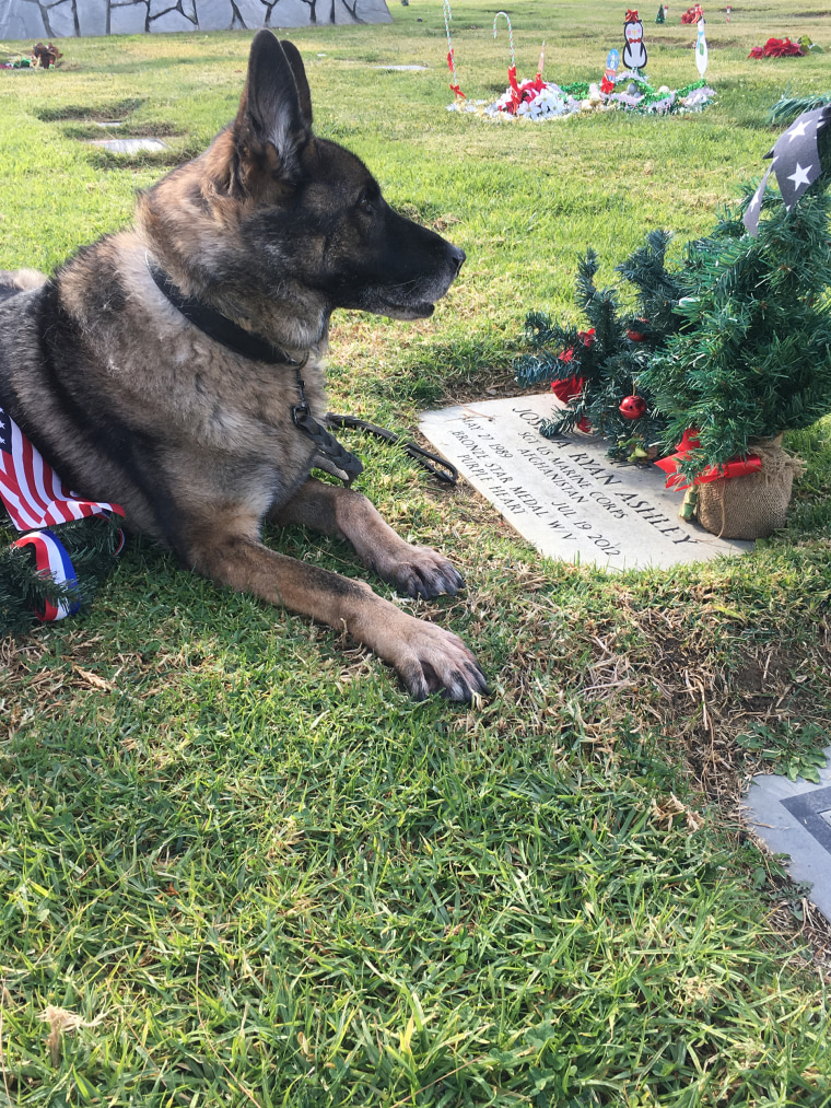Sirius, visiting his dad's grave.