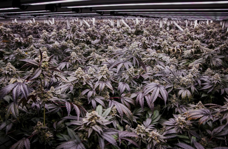 Flowering cannabis plants grow beneath LED lights