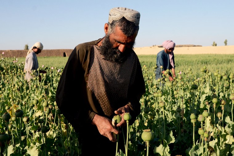 Farmers work at a poppy plantation in a field in Kandahar, Afghanistan, on April 3, 2022.