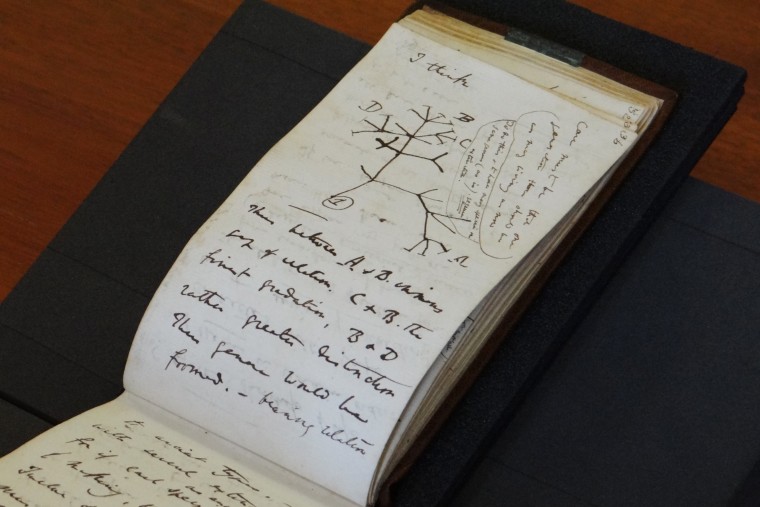 A page from Darwin's 1837 notebook showing the Tree of Life sketch.