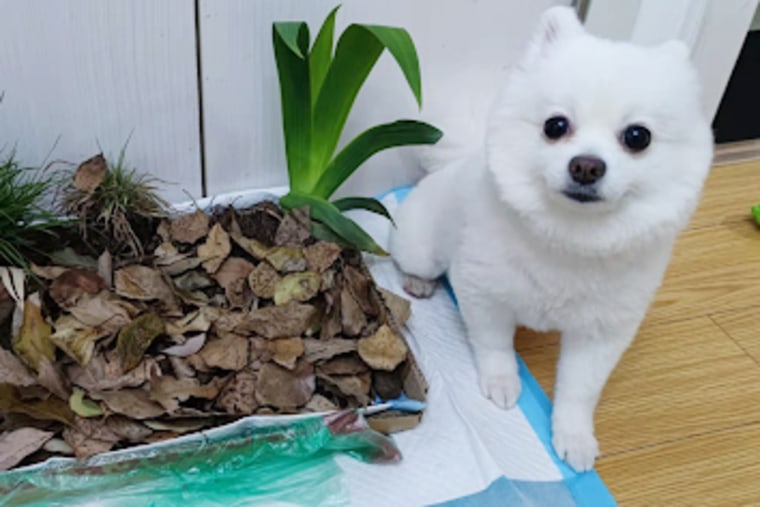 Unable to go for a walk while Shanghai was closed, dogs like Anjo, a 2-year-old Pomeranian hybrid, had to work indoors.