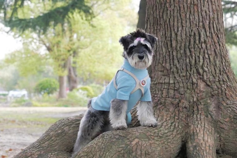 A simulated outdoor environment didn’t work so well for Kyle Chen’s 4-year-old schnauzer, Kaka.
