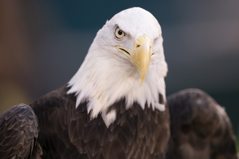 NextEra Energy was sentenced to probation and ordered to pay more than $8 million in fines and restitution after at least 150 eagles were killed over the past decade.