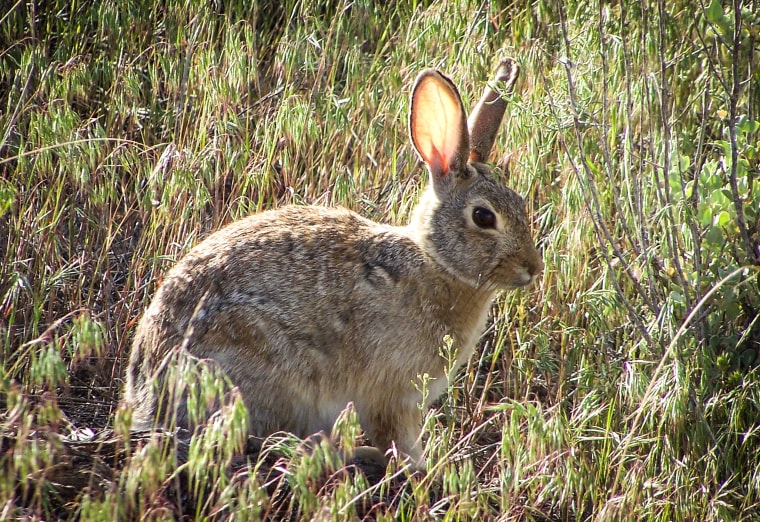 A cottontail rabbit