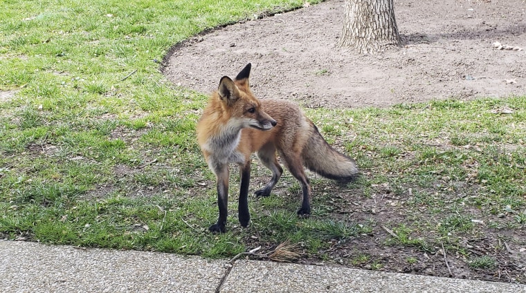 Image: red fox spotted outside the north side of the Russell Senate Office Building