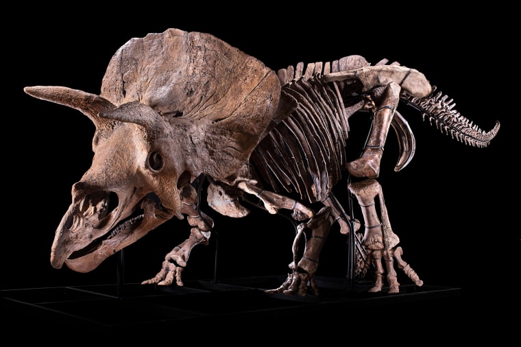 The fossilized "Big John" triceratops skeleton