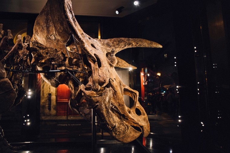 Big John" has the largest skull ever found of its species (Triceratops horridus) and the animal probably weighed as much as 12 tons when it was alive.