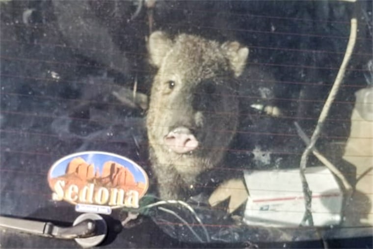 A Javelina was found in a vehicle in Cornville, Ariz., on April 6, 2022.