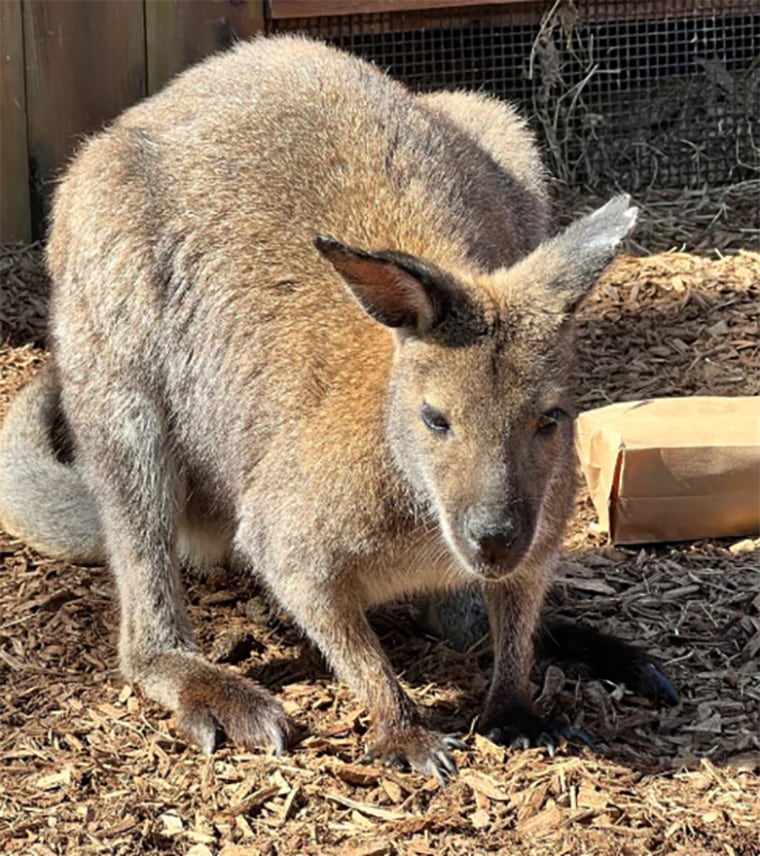 A wallaby at the Memphis Zoo.
