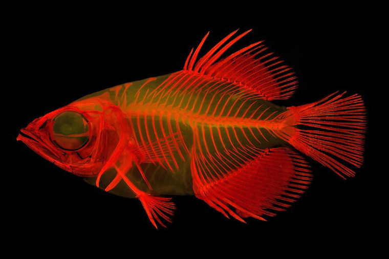 Stained skeleton of the Clouded archerfish (Toxotes blythii) under fluorescent light.