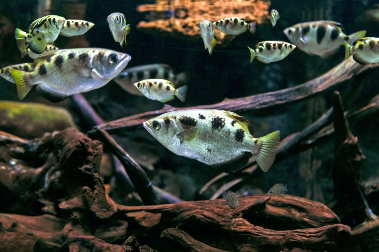 Archerfish.