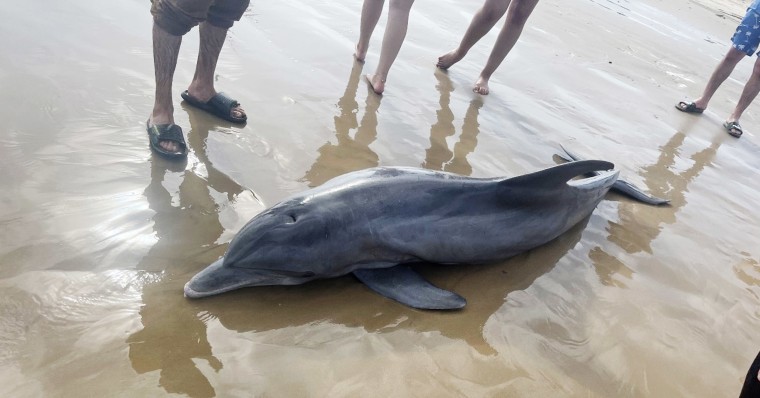 220415-dolphin-stranded-texas-mn-1335-e28c20.jpg