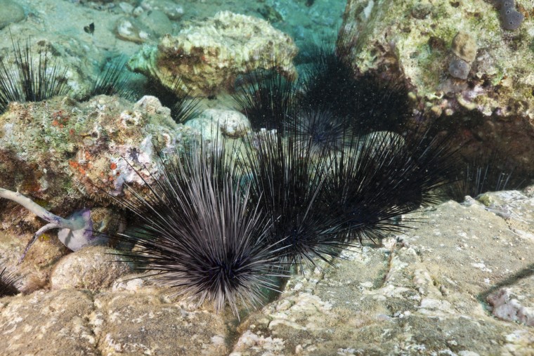 Diadema antillarum sea urchins