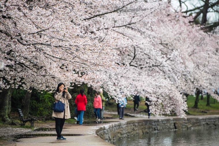 Image: People visit the cherry blossoms as they bloom at the Tidal Basin in Washington, DC, on March 24, 2022.