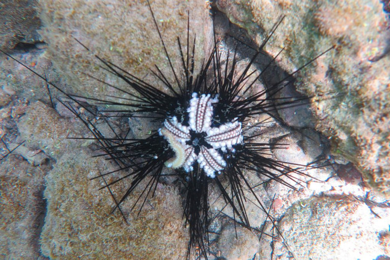 dying long-spined urchin