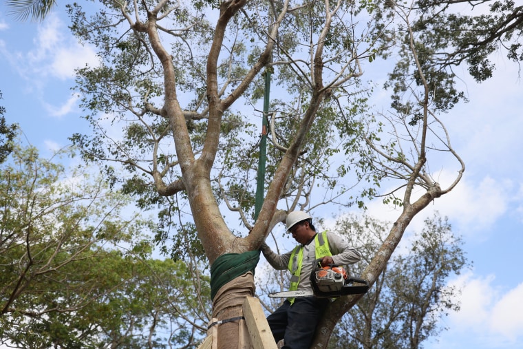 Juan Sosof plants a tree in Miami