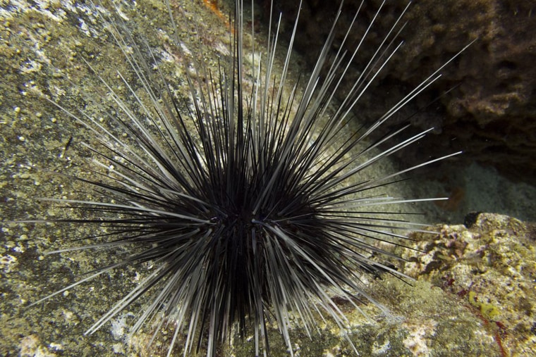 A healthy long-spined sea urchin.